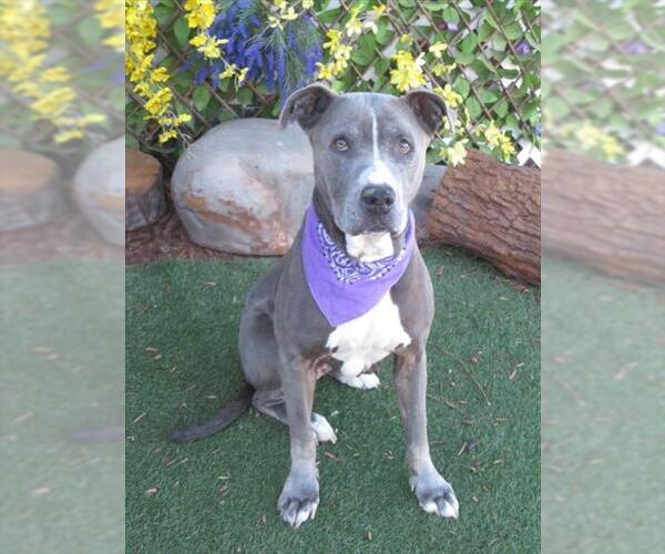 Medium Photo #1 American Pit Bull Terrier-Unknown Mix Puppy For Sale in Oklahoma City, OK, USA