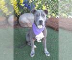 Small American Pit Bull Terrier Mix