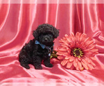 Small Photo #2 Poodle (Toy) Puppy For Sale in OSCEOLA, MO, USA