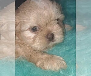 Shih Tzu Puppy for sale in THONOTOSASSA, FL, USA