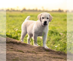 Labrador Retriever Puppy for Sale in LOUISBURG, North Carolina USA