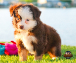 Small Photo #8 Miniature Australian Shepherd Puppy For Sale in GRANBURY, TX, USA