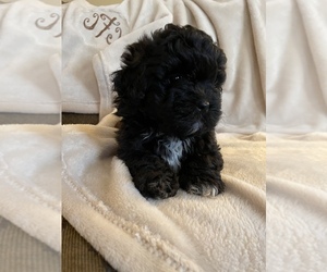 Shih-Poo-Shinese Mix Puppy for sale in FAYETTEVILLE, TN, USA