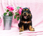 Puppy 2 Cocker Spaniel