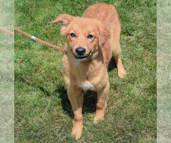 Medium Photo #2 Anatolian Shepherd-Golden Retriever Mix Puppy For Sale in Huntley, IL, USA