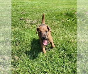 Irish Terrier Puppy for Sale in WATERLOO, New York USA