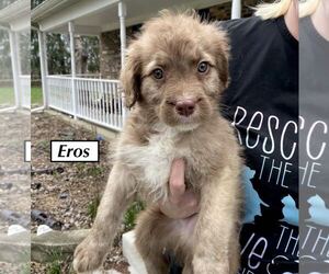 American Pit Bull Terrier-Australian Shepherd Mix Dogs for adoption in GILBERTS, IL, USA
