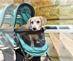 Tucker - Male Dachshund-Unknown Mix Dog for Adoption - Small photo
