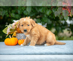 Puppy Archie Golden Retriever