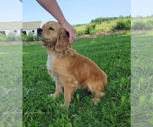Mother of the Cocker Spaniel puppies born on 04/12/2023