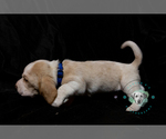 Puppy 4 Basset Hound