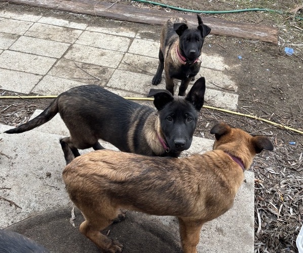 Medium Photo #13 Belgian Malinois Puppy For Sale in EPHRATA, WA, USA