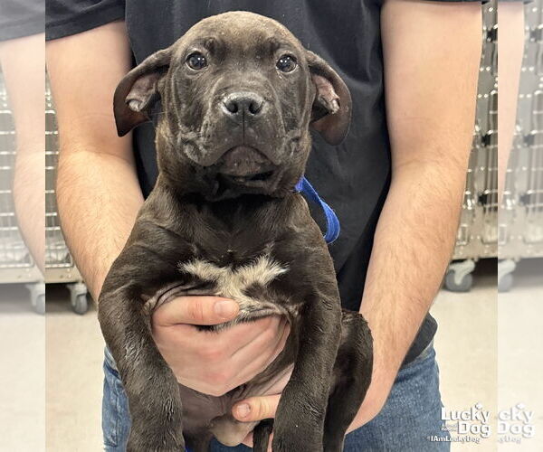 Medium Photo #2 Mutt Puppy For Sale in Washington, DC, USA