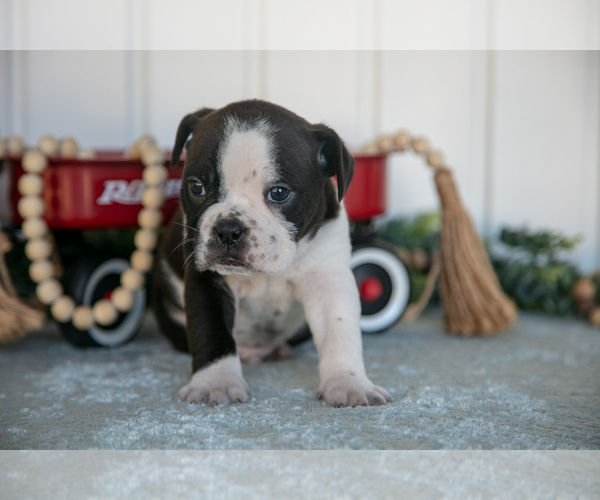 Medium Photo #3 Victorian Bulldog Puppy For Sale in MILLERSBURG, IN, USA