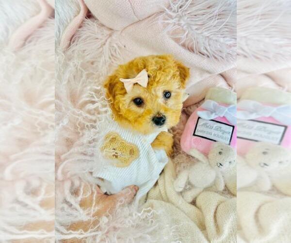 Medium Photo #1 Poodle (Toy) Puppy For Sale in TAMPA, FL, USA