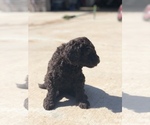 Small Photo #3 Labradoodle-Poodle (Standard) Mix Puppy For Sale in AMARILLO, TX, USA