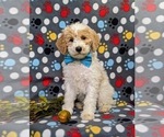 Small Photo #1 Goldendoodle (Miniature) Puppy For Sale in GLEN ROCK, PA, USA