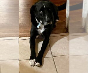 Ozzie - Male Borador Dog for Adoption - Photo #2
