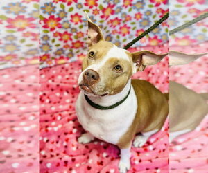 Amber - Female Mutt Dog for Adoption - Photo #4