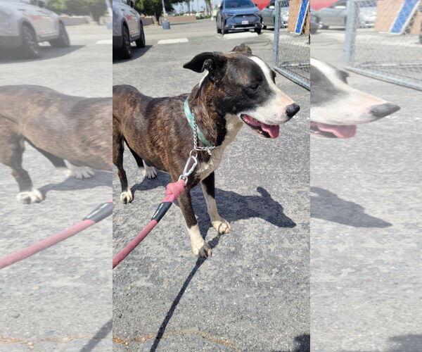 Medium Photo #4 American Pit Bull Terrier-Labrador Retriever Mix Puppy For Sale in San Diego, CA, USA