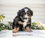 Small #1 Aussiedoodle Miniature 
