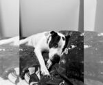 Small #8 American Pit Bull Terrier