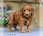 Small #3 Cavapoo
