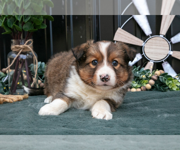 Medium Photo #14 Shel-Aussie Puppy For Sale in HILLSBORO, OH, USA