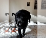 Small Photo #5 Golden Labrador Puppy For Sale in SPOKANE, WA, USA
