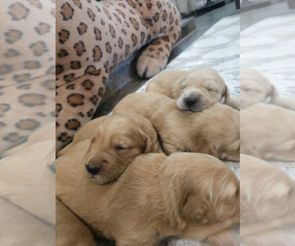 Medium Photo #2 English Cream Golden Retriever Puppy For Sale in SACRAMENTO, CA, USA