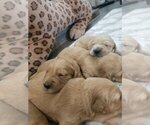 Small #1 English Cream Golden Retriever