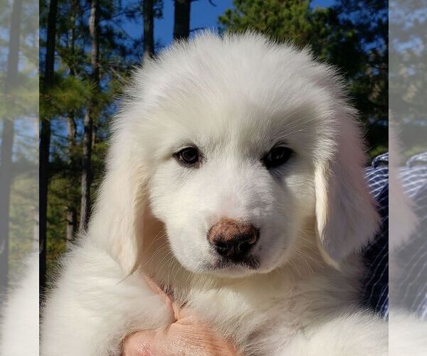 View Ad: Great Pyrenees Puppy for Sale near Georgia, ATHENS, USA. ADN ...