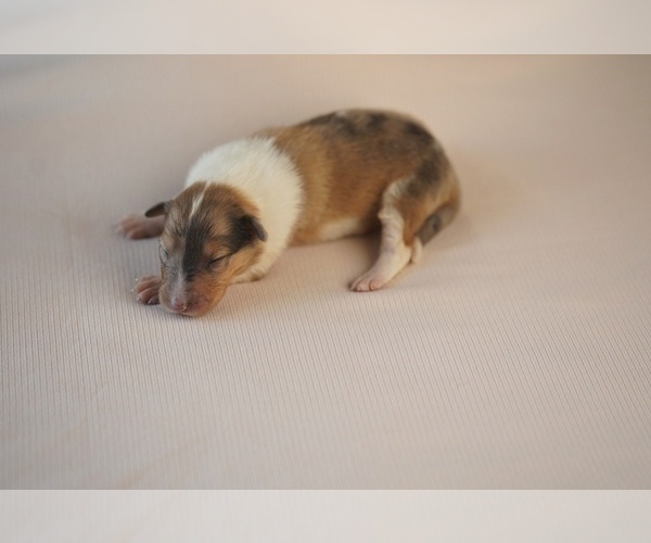 Medium Photo #3 Collie Puppy For Sale in PILOT, VA, USA
