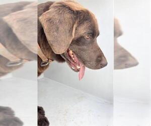 Labrador Retriever Dogs for adoption in Houston, TX, USA