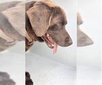 Small Labrador Retriever