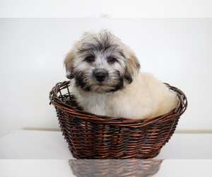 Coton de Tulear Puppy for sale in SOUTH JORDAN, UT, USA