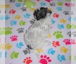 Small Photo #5 Maltipoo Puppy For Sale in ORO VALLEY, AZ, USA