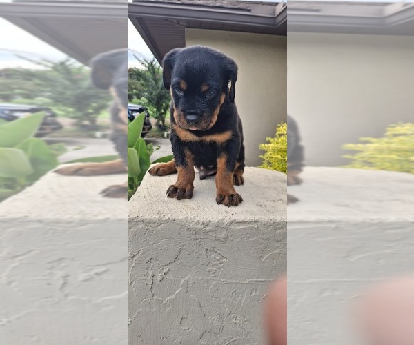 Medium Photo #1 Rottweiler Puppy For Sale in LAKELAND, FL, USA