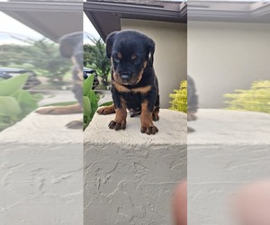 Rottweiler Puppy for sale in LAKELAND, FL, USA