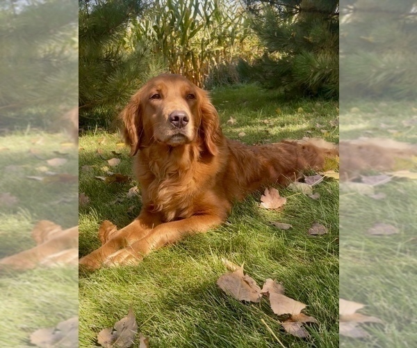 Medium Photo #1 Goldendoodle (Miniature) Puppy For Sale in RANDOLPH, WI, USA