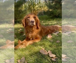 Mother of the Goldendoodle (Miniature) puppies born on 10/23/2025