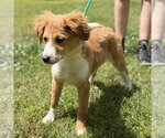 Small #3 Mutt