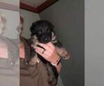Small Photo #8 German Shepherd Dog Puppy For Sale in GEORGETOWN, TN, USA
