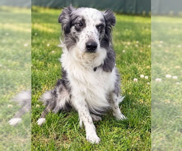 Medium Photo #3 Australian Shepherd-Unknown Mix Puppy For Sale in Salt Lake City, UT, USA