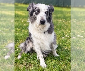 Fly - Male Australian Shepherd-Unknown Mix Dog for Adoption - Photo #3