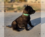 Small Photo #3 Belgian Malinois Puppy For Sale in HIGHLAND, CA, USA