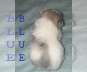 Yoranian Puppy for sale in MIDDLETOWN, IN, USA