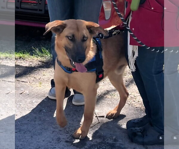 Medium Photo #1 Mutt Puppy For Sale in Hinton, WV, USA