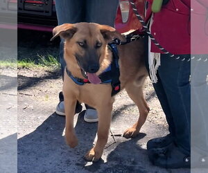 Mutt Dogs for adoption in Hinton, WV, USA