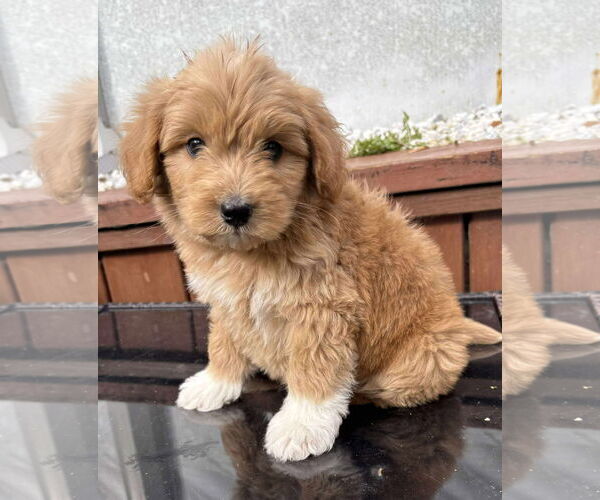 Medium Photo #2 Siberian Husky-Unknown Mix Puppy For Sale in pomfret, CT, USA